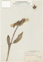 藏品(臺灣油點草)的圖片